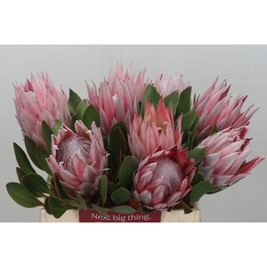 Protea Cynaroides