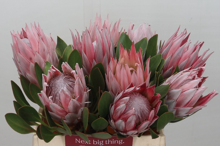 Protea Cynaroides