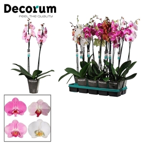 Phalaenopsis 2 tak 18+ East Europe mix (Decorum)
