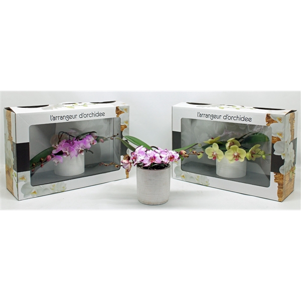 <h4>L'arrangeur D'orchidee Special (RIJP)</h4>