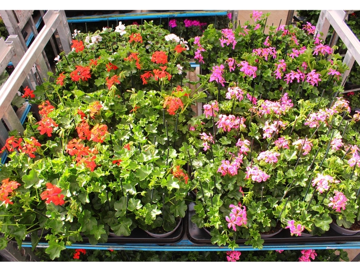 <h4>PEL PELT MIXK</h4>