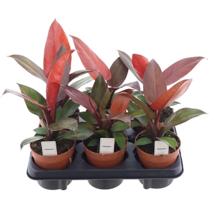 Philodendron Mccolly's Finale