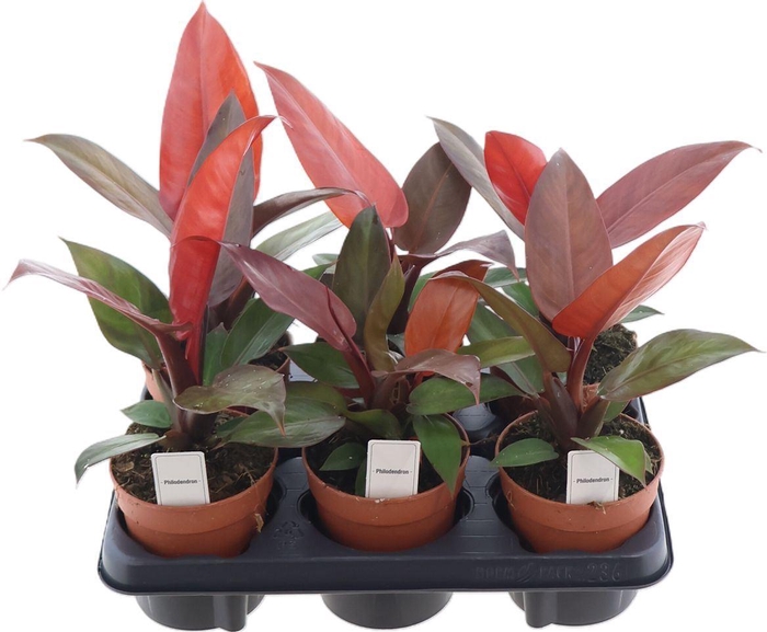 <h4>Philodendron Mccolly's Finale</h4>