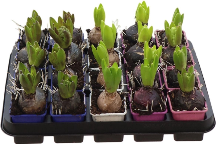 <h4>Hya A Gemengd 1pp</h4>