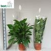 Spath Sweet Lauretta
