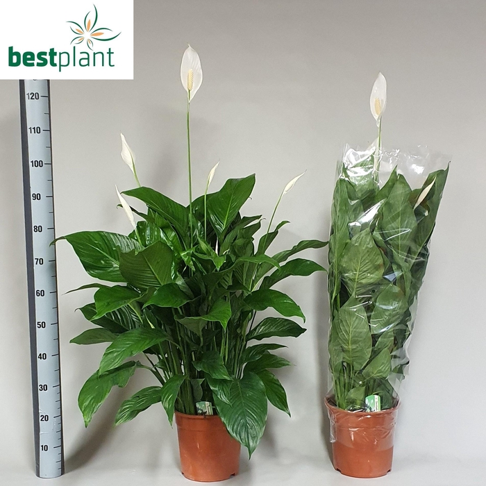 <h4>Spath Sweet Lauretta</h4>