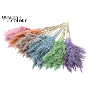 Pampas Grass 70cm 10st/bunch Mixed colours Frosted