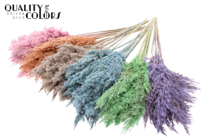 <h4>Pampas Grass 70cm 10st/bunch Mixed colours Frosted</h4>