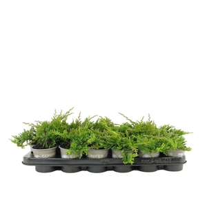 Juniperus Golden Carpet