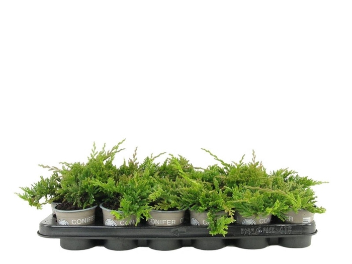 <h4>Juniperus Golden Carpet</h4>