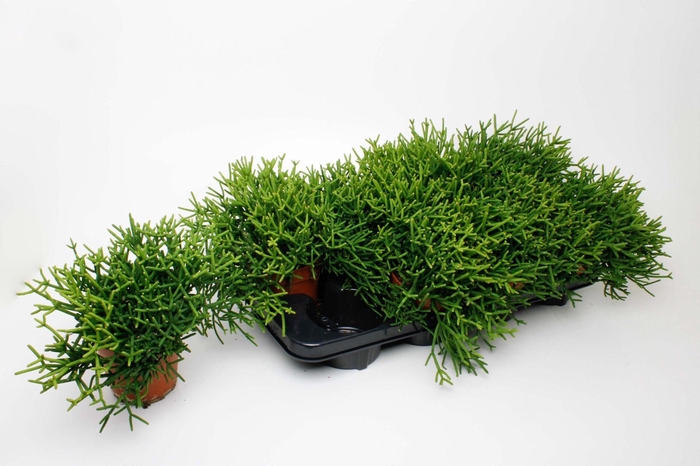 <h4>RHIPSALIS HETEROCLAD</h4>
