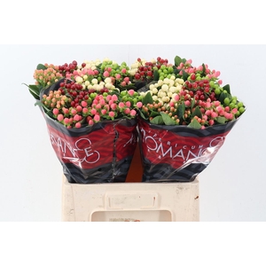 Hyp Rainb Rom Mix 60cm