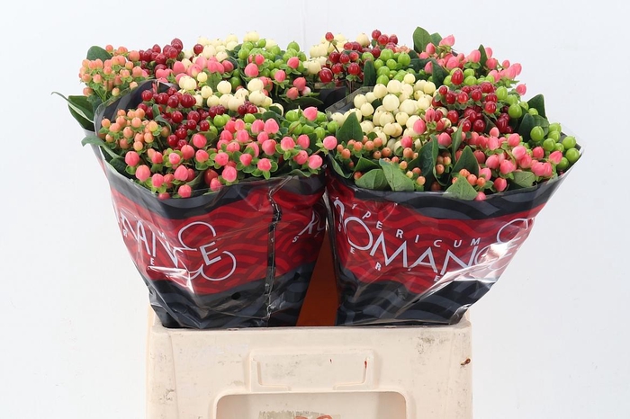 <h4>Hyp Rainb Rom Mix 60cm</h4>