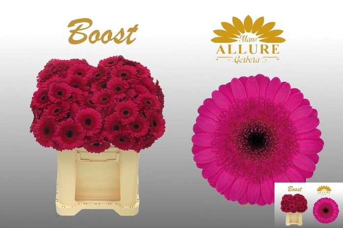 <h4>GE MI BOOST</h4>