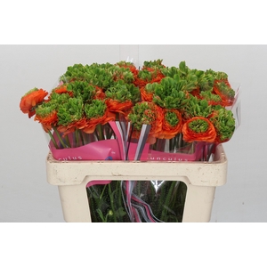 Ranunculus Romance Crown Nervion