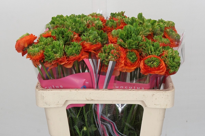 <h4>Ranunculus Romance Crown Nervion</h4>