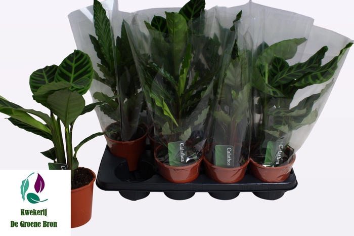 <h4>CALAT GEM 2 SRT</h4>