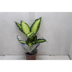 DIEFFENBACHIA VARIADO P17