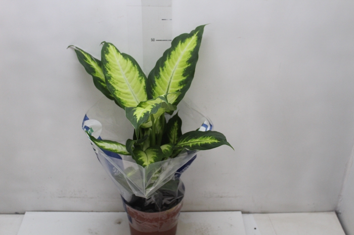 <h4>DIEFFENBACHIA VARIADO P17</h4>