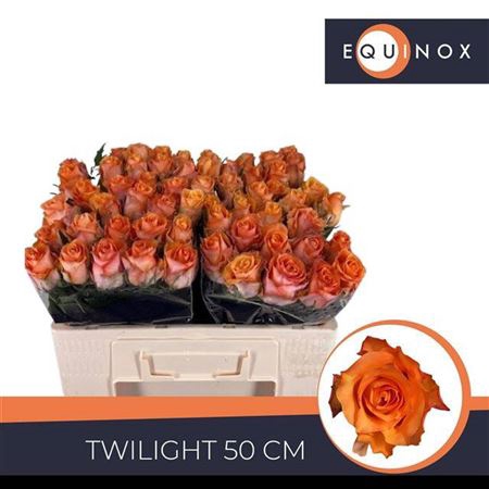 <h4>Rosa grootbloemig Twilight</h4>