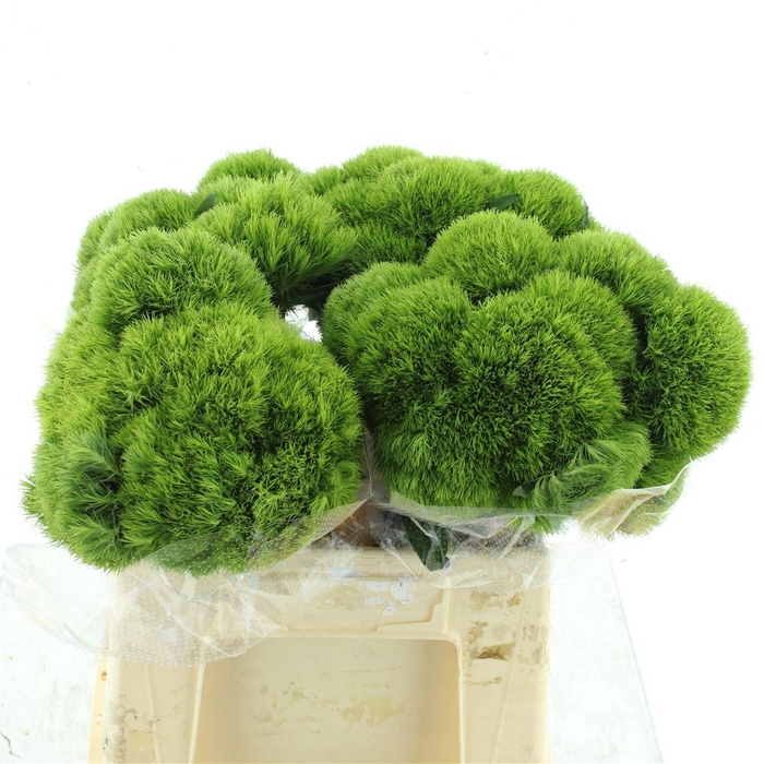 <h4>Di Barb Kiwi Mellow Extra</h4>