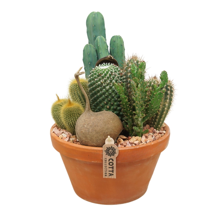<h4>Arrangement Cactus</h4>