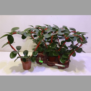 Hoya Australis Hartvorm