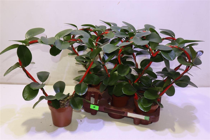 <h4>Hoya Australis Hartvorm</h4>