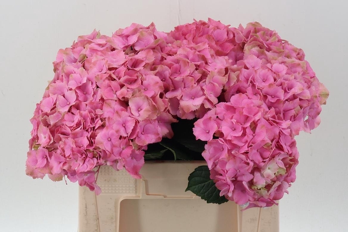 <h4>Hydr M Roy Palace</h4>