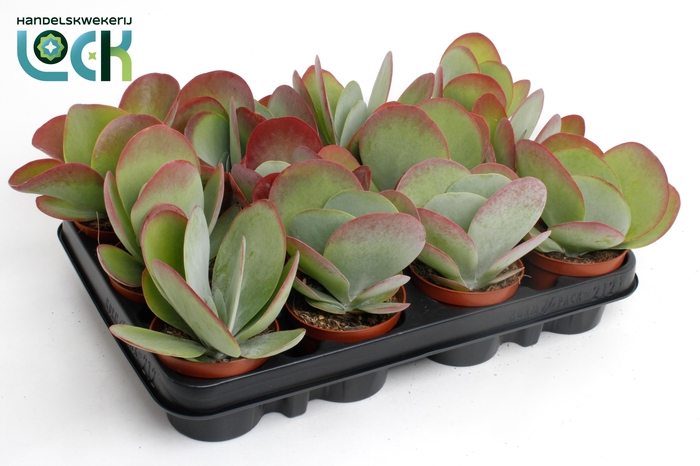 <h4>KALANCHOE THYRSIFL</h4>