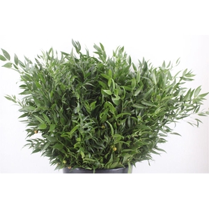 Ruscus Short 300gram P Bunch