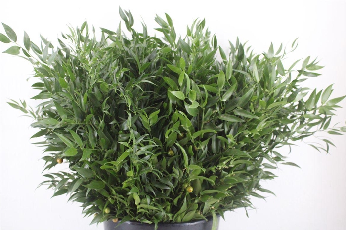 <h4>Ruscus Short 300gram P Bunch</h4>