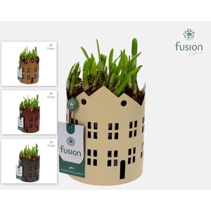 Zinken Huisjes planter met Narcis