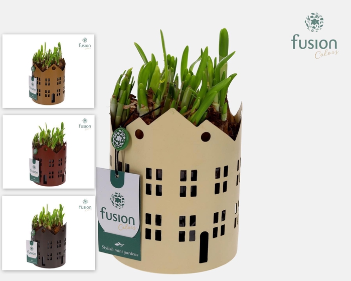 <h4>Zinken Huisjes planter met Narcis</h4>