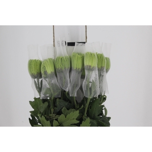 ANASTASIA DARK GREEN 080 CM VERDE