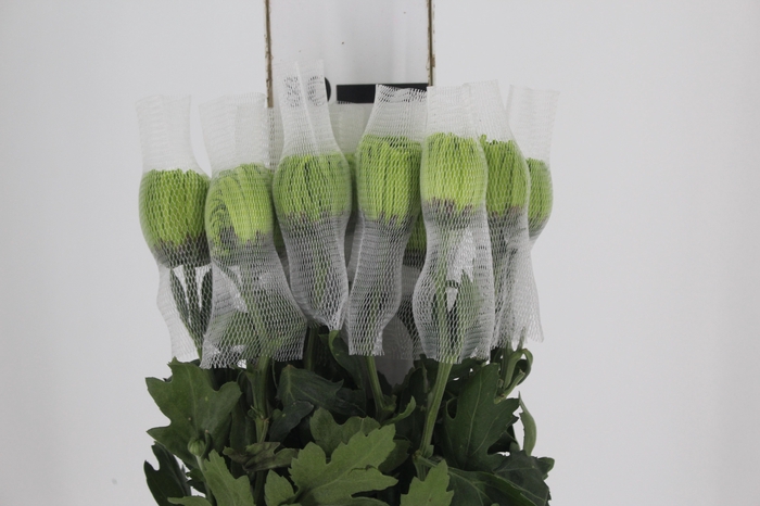 <h4>ANASTASIA DARK GREEN 080 CM VERDE</h4>