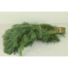 PINUS STROBUS PER STEM 070CM