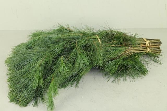 PINUS STROBUS PER STEM 070CM