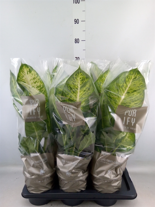 <h4>Dieffenbachia  'Mars'</h4>