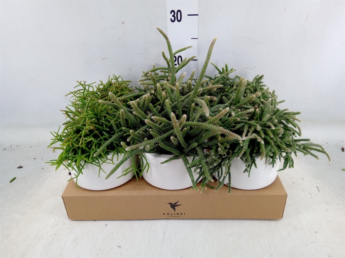 <h4>Rhipsalis   ...mix</h4>