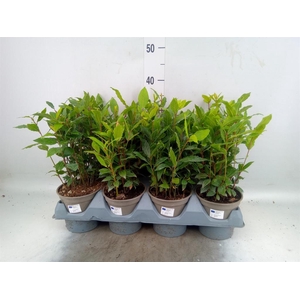 Laurus nobilis