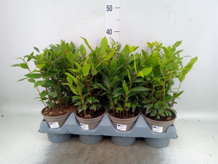 <h4>Laurus nobilis</h4>