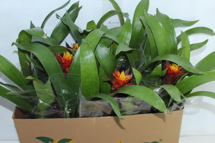 <h4>GUZM DISCOVERY P14</h4>