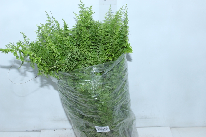 <h4>SAMAMBAIA ASTRO C21</h4>