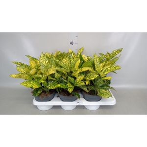 Aucuba japonica   ...