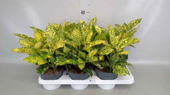 <h4>Aucuba japonica   ...</h4>