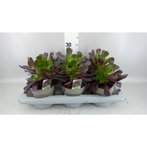 Aeonium arboreum