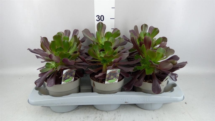 <h4>Aeonium arboreum</h4>