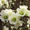 Chaenomeles Wit.ca 130/140cm