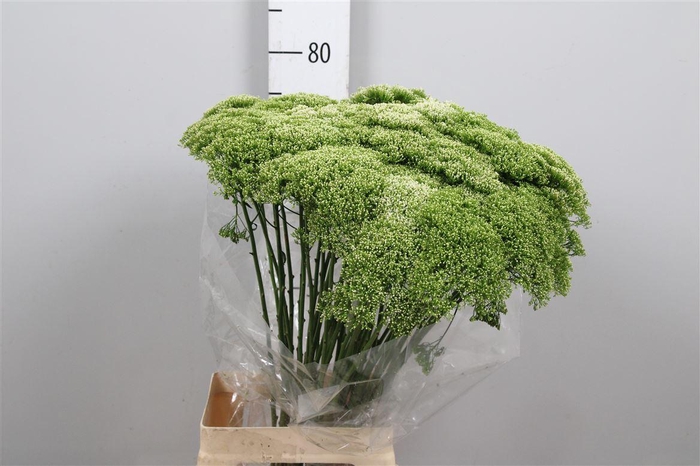 <h4>Trach Lake Powell</h4>